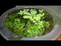 How to Set Up Filterless Indoor Pond For Guppies!