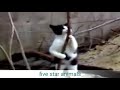 Funny cat dance(funny animals)