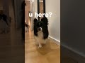 If My Dogs Find Me, The Video Ends!