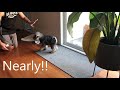 Teaching a Miniature Schnauzer puppy the 'Wait' command