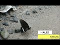 Flowers with Wings: Species Spotlight - Common Mormon | NATURE AND WILDLIFE video