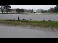 family of geese by the road.
