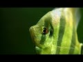 Pterophyllum Altum in HD