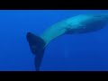 #13 whale watching in Mauritius (sperm whales)