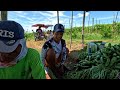 13th HARVEST - KATAS ng Pagtatrabaho ng Anak ni Kuya Rodel sa Lucky Farm