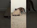 Cats Playing Together With Bag