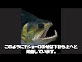 【新魚】牙魚、ペーシュカショーロをお迎えしました！