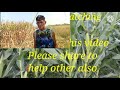 How to plant corn with harvest 12 tons or more per hectar?