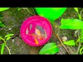 I Found Catfish In Giant Colored Egg, Blue Grass Guppy, Turtles, Neon Fish, Koi | Catfishing Video