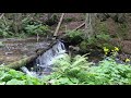 Camping in Carpathians, Bushcraft, Catch and Cook Trout, Overnight in Old-Growth Forest