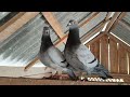beautiful healthy pigeons