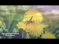 Soothing Music for Sleep, Stress Relief, Relax, Anxiety - Relaxing Music for the Body & Soul