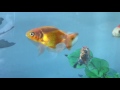Goldfish Fry From Birth to 4 weeks.