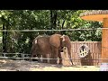 Elephant Exhibit: Memphis Zoo