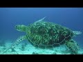 [NEW] 3HR Stunning 4K Underwater footage -Rare & Colorful Sea Life Video - Relaxing Sleep Music #29