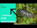 Flowers with Wings: Species Spotlight - Blue Tiger | NATURE AND WILDLIFE video
