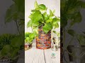 Let's recycle cookies tin 😍 | planter | Home Garden #shorts #explore #diy