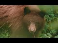 Grizzly 399 & Wildlife in Grand Teton | Finding Grizzlies & Wildlife in Tetons, Yellowstone [4K]