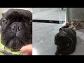 The FUNNIEST and CUTEST moments with ANIMALS!😊 DOGS+CATS
