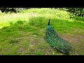 Amazing Peacock DANCE | Peacock performance