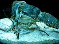 lobster removing his shell amazing video