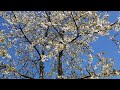 Fasanenruf in himmlisch schönem Kirschblütenmeer (ein Ruf😉)