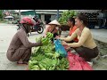 Harvesting A Lot Of Banana Goes To Market Sell - Banana Garden - Phuong Free Bushcraft