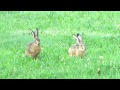 Two young Brown Hares on a picnic