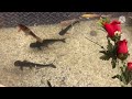 Beautiful fishes playing/Natural life fishes/Amazing fishes