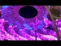 EXPO 2020  DUBAI  - Part 1 /Reverse Waterfall /Sustainability Pavilion / NILA'S CUISINE
