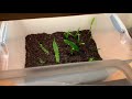 How to Propagate Java Fern Emersed!!! | My First Harvest!!!