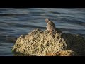 The Spotted Sandpiper-ID, hobbies, favorite dance moves, food, nesting, behavior, habitat, and more!