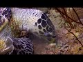 [NEW] 11HR Stunning 4K Underwater Footage - Rare & Colorful Sea Life Video - Relaxing Sleep Music #3