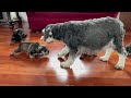 🐶 Ladybug’s Mini Schnauzer puppies are learning to walk!