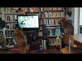 Cats watching cats on TV