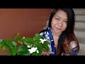 FRAGRANT SAMPAGUITA: GROWING SAMBAC JASMINE AND TIPS