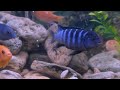 Aquarium 4K VIDEO 🐠 Beautiful Coral Reef Fish - Relaxing Music for Sleep and Meditation #2