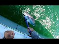 Thresher Shark off Sandy Hook!