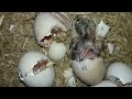 Incubator for Chicken Eggs | BIG Incubator For Hatching Eggs at Home | Egg Incubator | Birds Palace