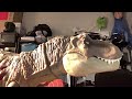 Indoraptor vs T-Rex Stop Motion
