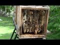 横長式巣箱でのニホンミツバチの採蜜 in 上田市（5章図2②）