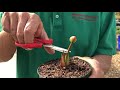 Should You Cut Off Sarracenia Flowers?