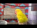 masteran lovebird jantan perangsang birahi ngekek | pancingan lb bahan konslet