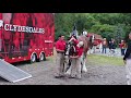 Budweiser Clydesdales