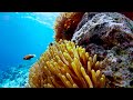 Magical Ocean Creatures in 4K HDR | Soothing Underwater World - Relaxation Video