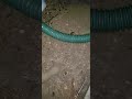 ♡ Earthworm Post-Rain Nocturnal Mating Party