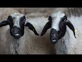Cute Little Farm Animals , Sheep Sound , Rabbit , Cow Videos , Goat , Duck , Dog , Lambs