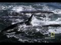 Killer Whales vs. Gray Whales | National Geographic