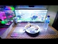 koki fish - dinner time