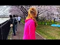 SAKURA🌸 JAPÃO 2024 HD PRIMAVERA